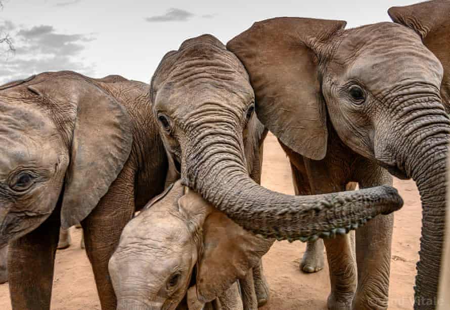 Reteti Elephant Sanctuary