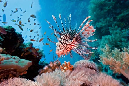 Lionfish on coral reef