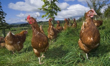 Free-range hens foraging for food in the Lake District.