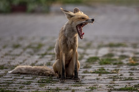 Yawning fox
