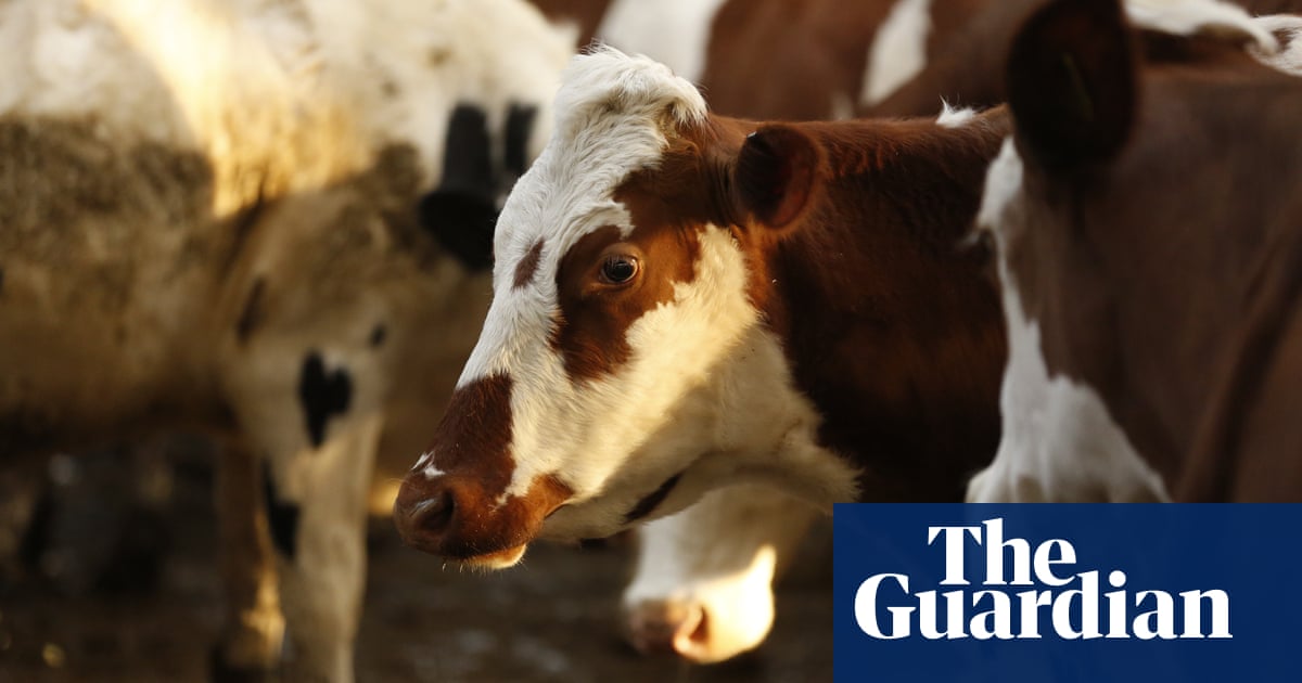 Emissions from 13 dairy firms match those of entire UK, says report - The Guardian