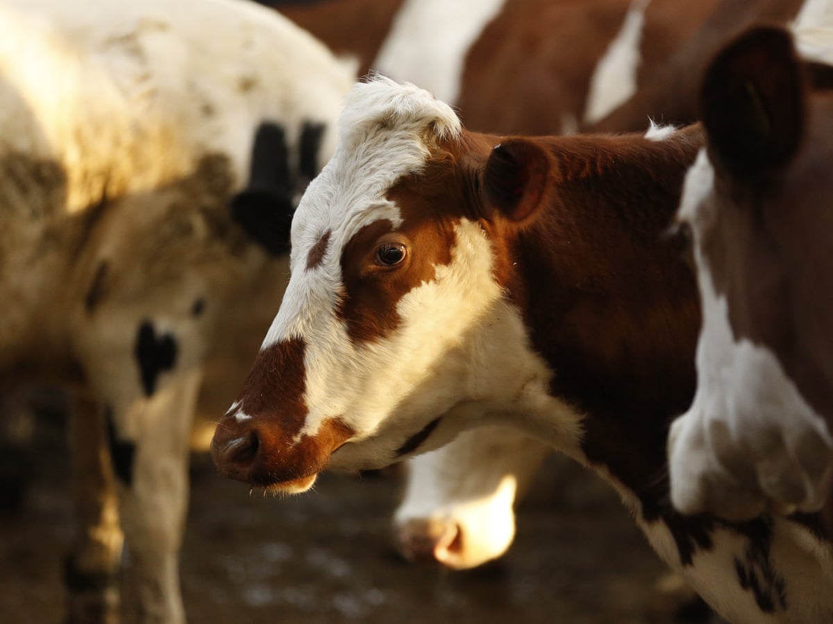 Emissions From 13 Dairy Firms Match Those Of Entire Uk Says Report Climate Crisis The Guardian Emissions From 13 Dairy Firms Match Those Of Entire Uk Says Report Climate Crisis The Guardian