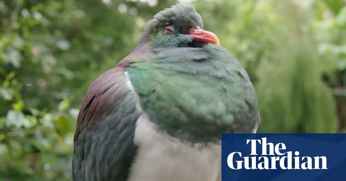 Inebriated kererū pigeons binge on fruit punch – video