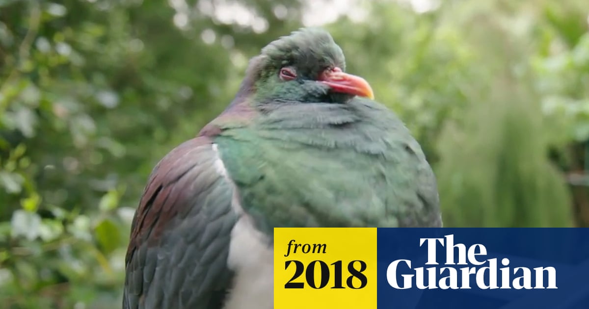 What Bird Falls Out of Trees After Eating Fermented Fruit: Surprising Truth Revealed