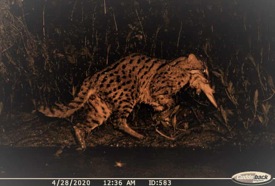 An image of a fishing cat with its catch at Chilika, Odisha. The image was captured by the camera trap.