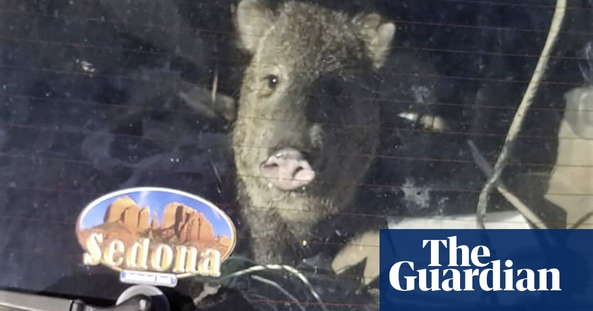 Hungry javelina, trapped in car, goes for a drive in Arizona