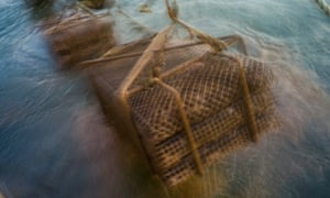Inland-harvested oysters are returned in racks to the bay for decontamination, this involves them resting for 14 tide cycles, where they ingest and expel cleaner water