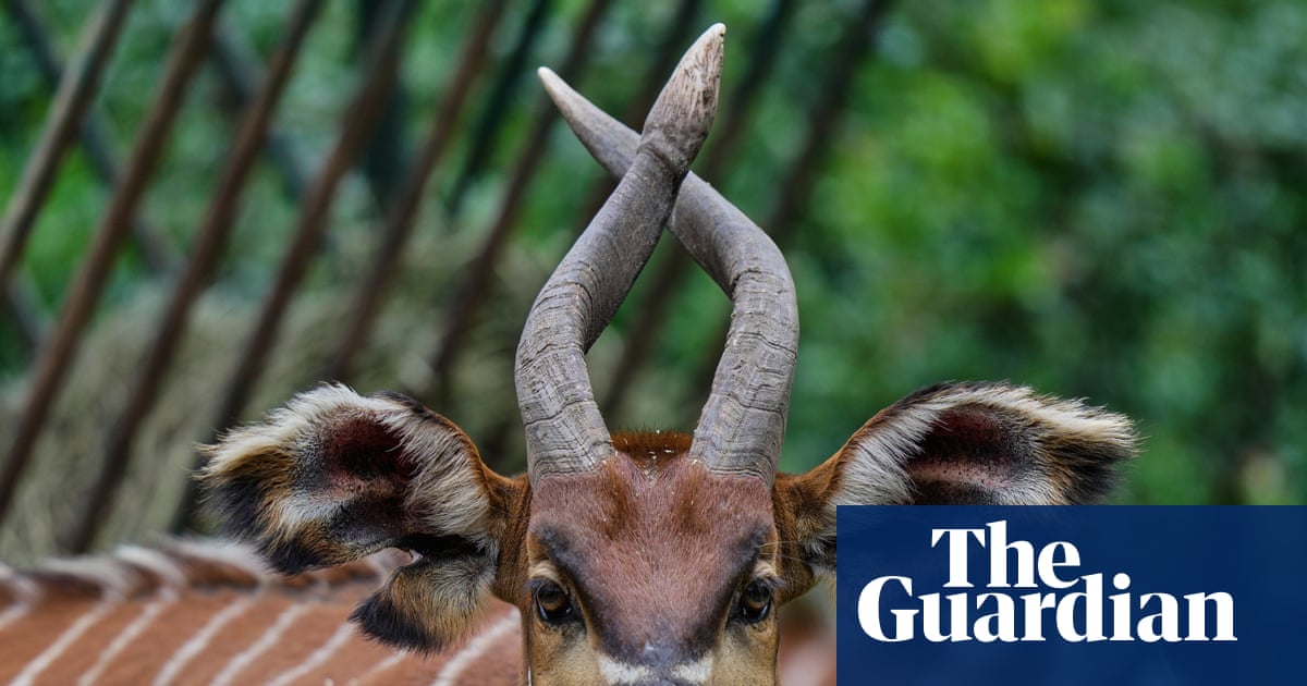 Week in wildlife: super-rare bongos, ducks on parade and Marmalade the Thames seal