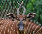 Week in wildlife: super-rare bongos, ducks on parade and Marmalade the Thames seal