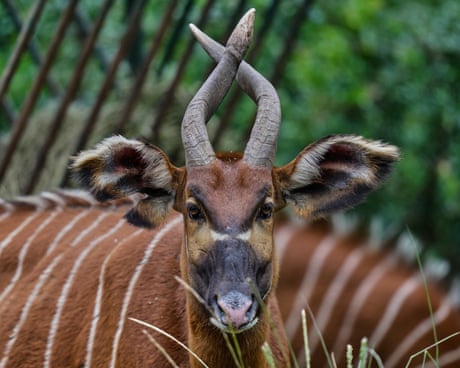 Week in wildlife: super-rare bongos, ducks on parade and Marmalade the Thames seal