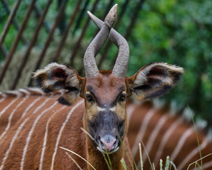 Week in wildlife: super-rare bongos, ducks on parade and Marmalade the Thames seal