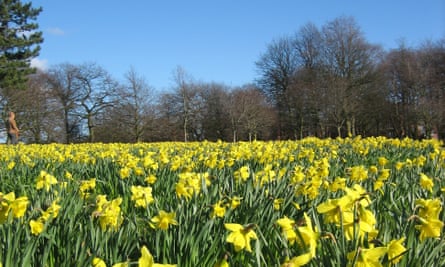 Daffodils in Field of Hope, planted by Marie Curie charity, Sefton Park, Liverpool