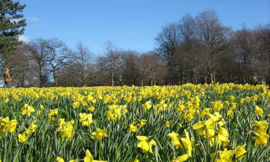Daffodils in Field of Hope, planted by Marie Curie charity, Sefton Park, Liverpool