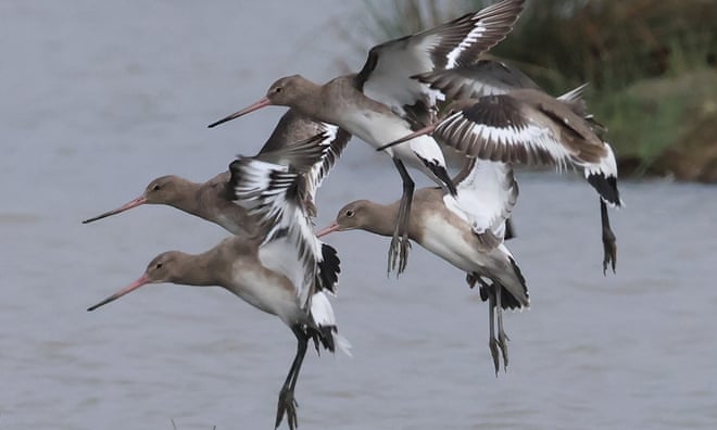 Birdwatch: The wader with a muddy name whose numbers are in steep decline Birdwatch: The wader with a muddy name whose numbers are in steep decline