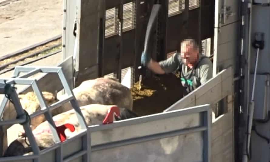Animals exported from EU countries are loaded on to a boat in Croatia.