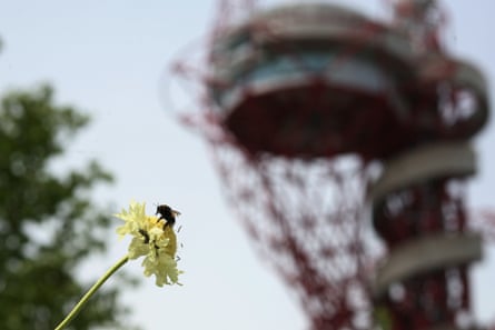a bee on a yellow flower in the Olympic Park, London, with the ArcelorMittal Orbit helter skelter slide in the background