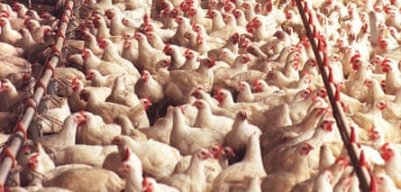 Fred Valla’s farm was the target of Department of Agriculture quarantine because of the Newcastle Disease, some time ago, 2 April 1999. SMH Picture by ANDREW TAYLOR (Photo by Fairfax Media/Fairfax Media via Getty Images)