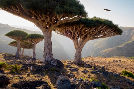 Dragon’s blood trees in Socotra