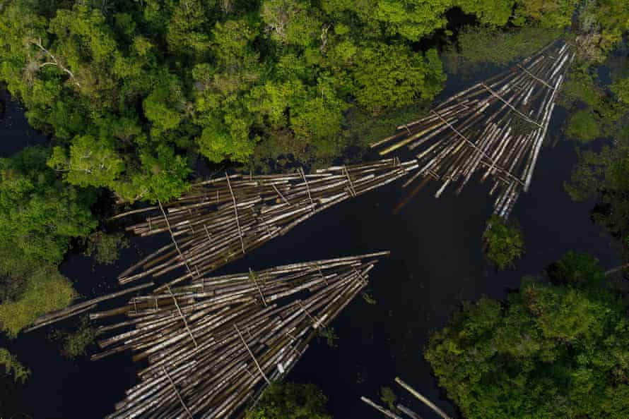 Madeira cortada da floresta amazônica por madeireiros ilegais.