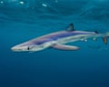 Blue sharks off the coast of Penzance, Cornwall.