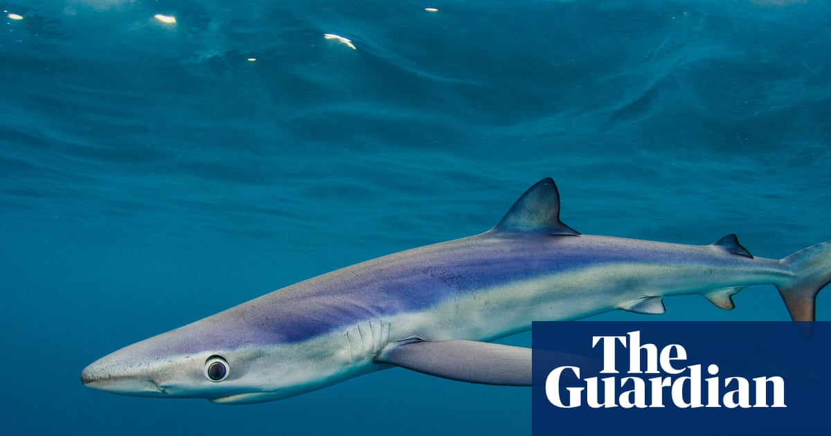 ‘We have really cool sharks’: three-year project to lift lid on Britain’s little-understood species