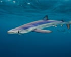 ‘We have really cool sharks’: three-year project to lift lid on Britain’s little-understood species