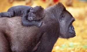 I Love My Dad A Father S Day Revel In Cute Baby Animals And Their Dads In Pictures Children S Books The Guardian I Love My Dad A Father S Day Revel In Cute Baby Animals And Their Dads In Pictures Children S Books The Guardian