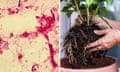 Clostridium chauvoei bacterium and pot plant