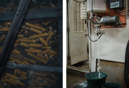 Left: yellow and red corn seen wire; Right: Milk pours into a green bucket