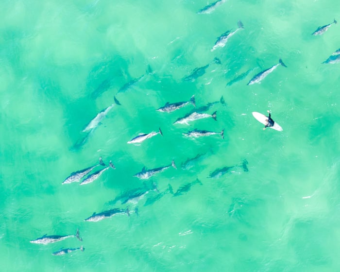 By a bottlenose: hundreds of citizen scientists join NSW’s first dolphin census