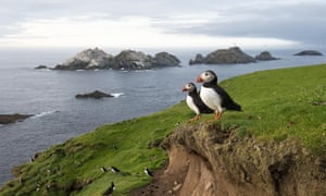 Puffin numbers on Shetland have fallen from 33,000 in early spring 2000 to 570 last year.