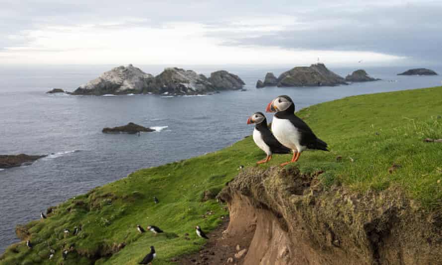 Puffin numbers on Shetland have fallen from 33,000 in early spring 2000 to 570 last year.