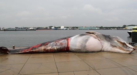 The carcass of a fin whale killed by a boat strike lies on a quayside in the Netherlands.