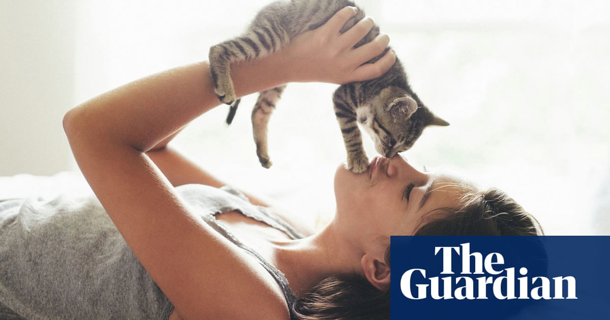 Toxic kitty? Researchers ponder link between rare venom and cat allergies