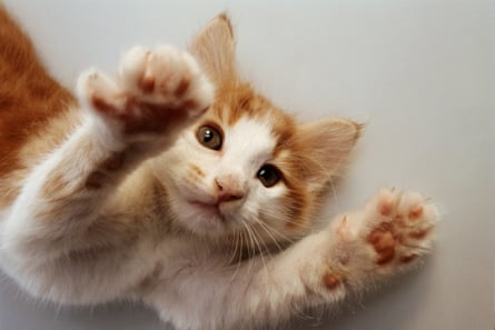 A kitten playing