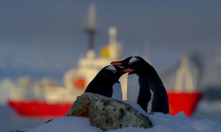 Two penguins nestled close to each other with a ship in the background
