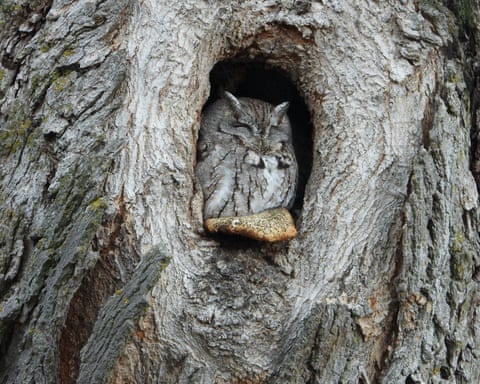 Guelph, Ontario, Canada ‘A screech owl roosts on a comfortable shelf fungus in a tree.’