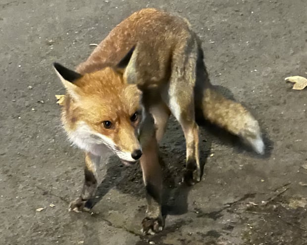Mr Foxy in Walthamstow