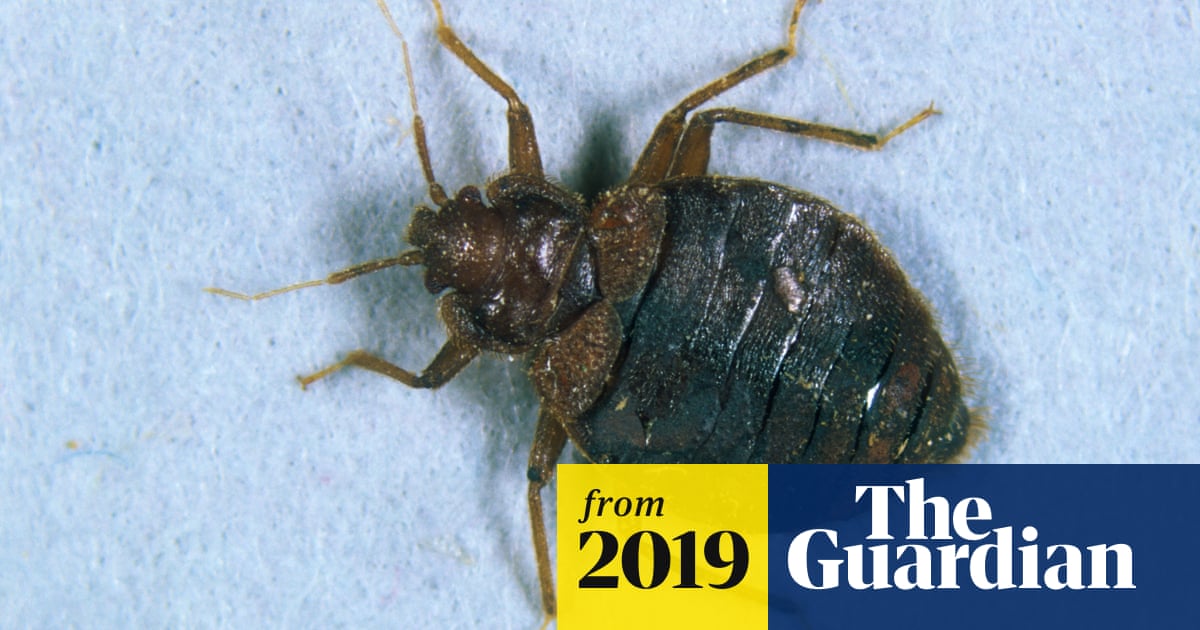 Invasive brown marmorated stink bugs found in UK for first time, threatening cro