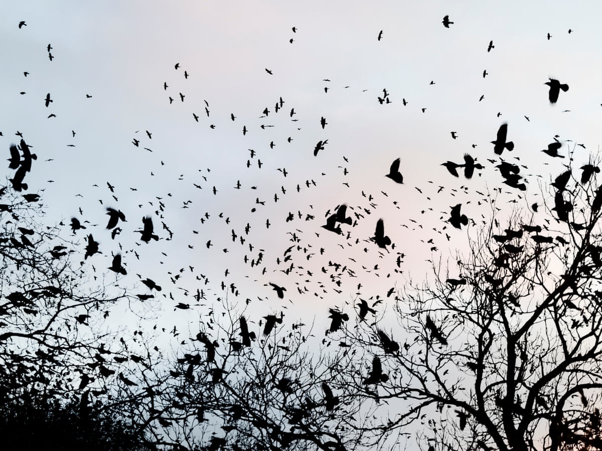 A murder of crows: Chris Packham and the countryside war over bird killings  | Birds | The Guardian