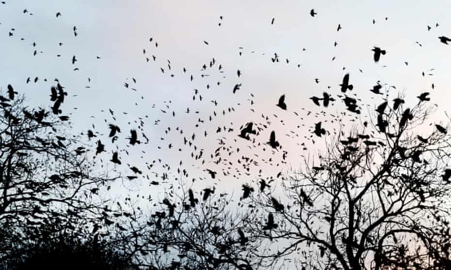 Crows gathering at dusk