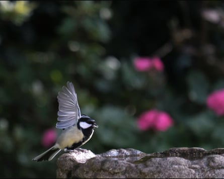 A great tit leaves a birdbath