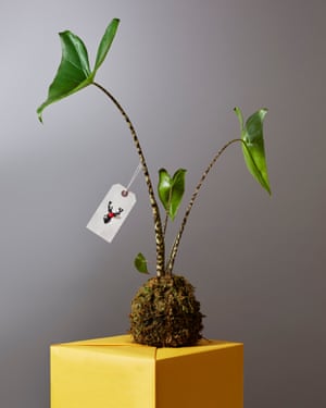 Elephant ear plant: Patch Plants . Christmas tags: Maggie Murphy.