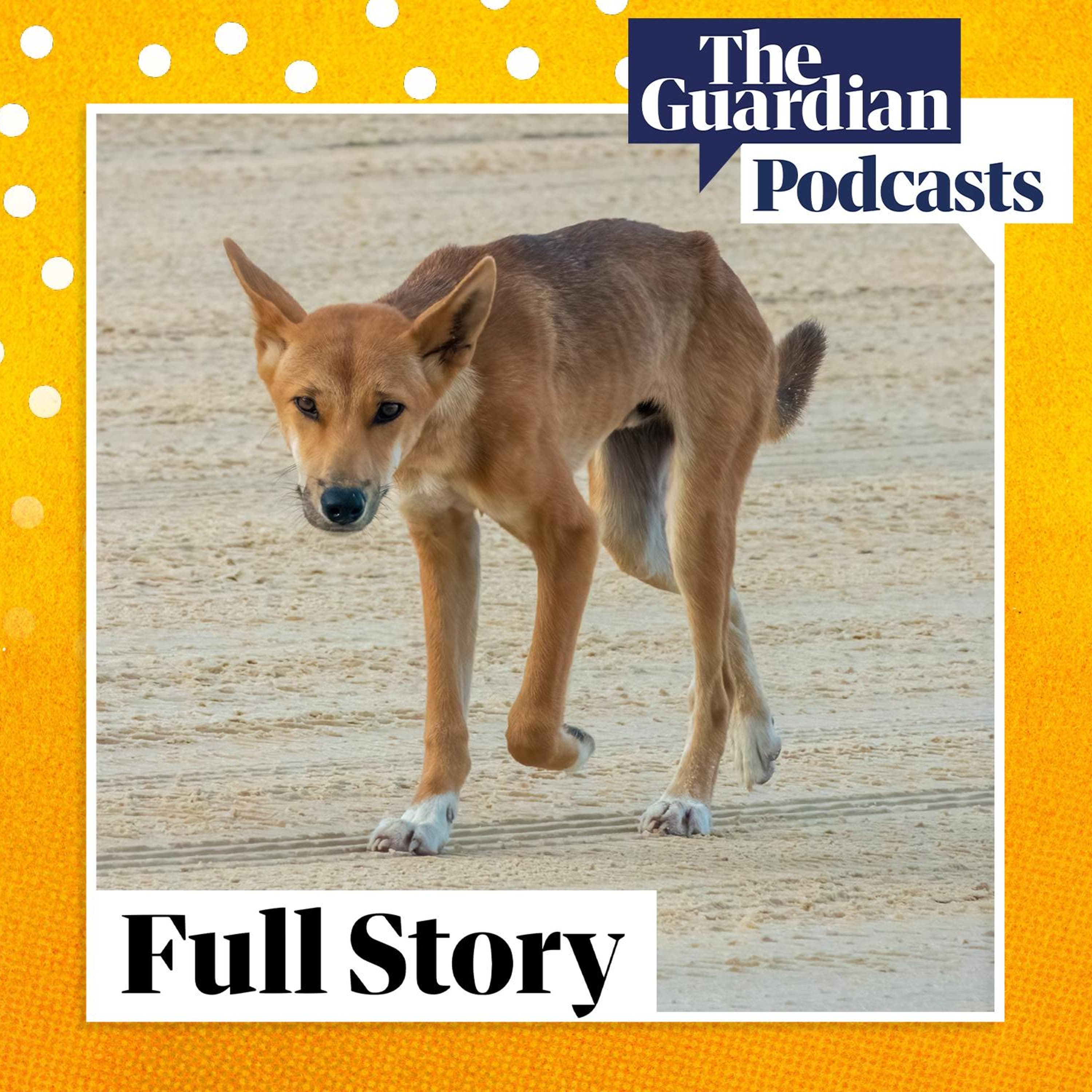 How can humans and dingoes coexist on K’gari? How can humans and dingoes coexist on K’gari?