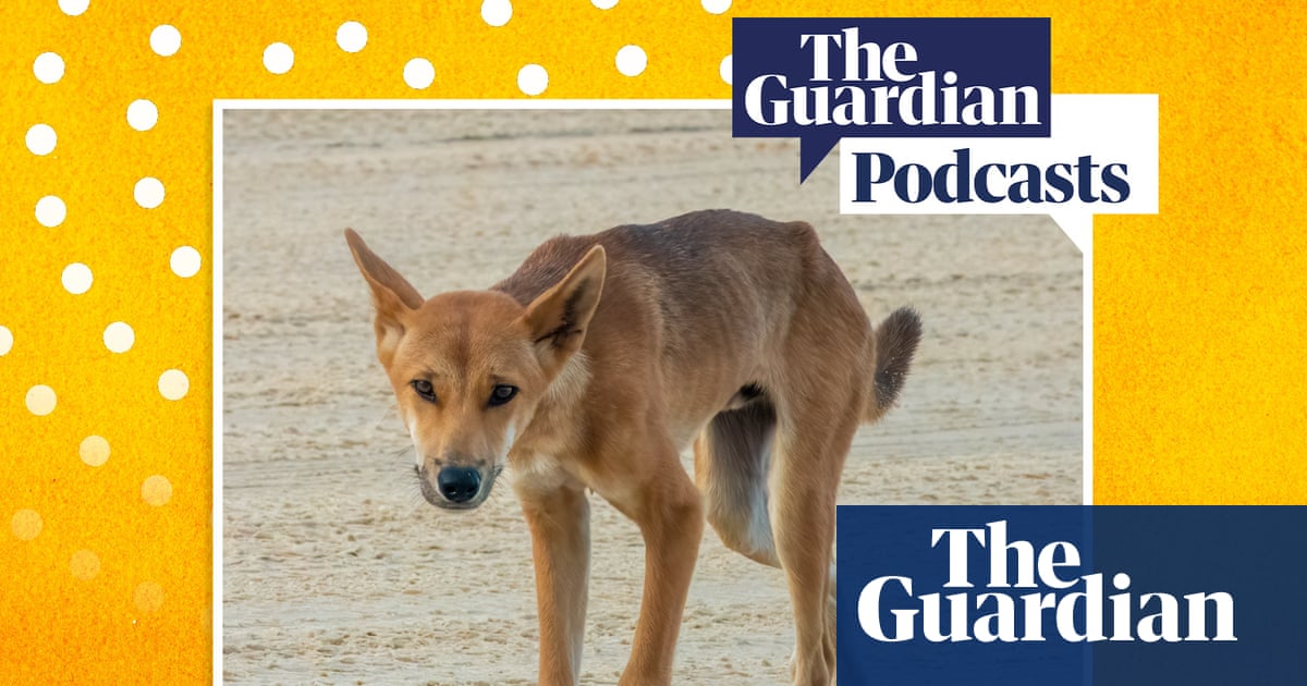 How can humans and dingoes coexist on K’gari? – podcast