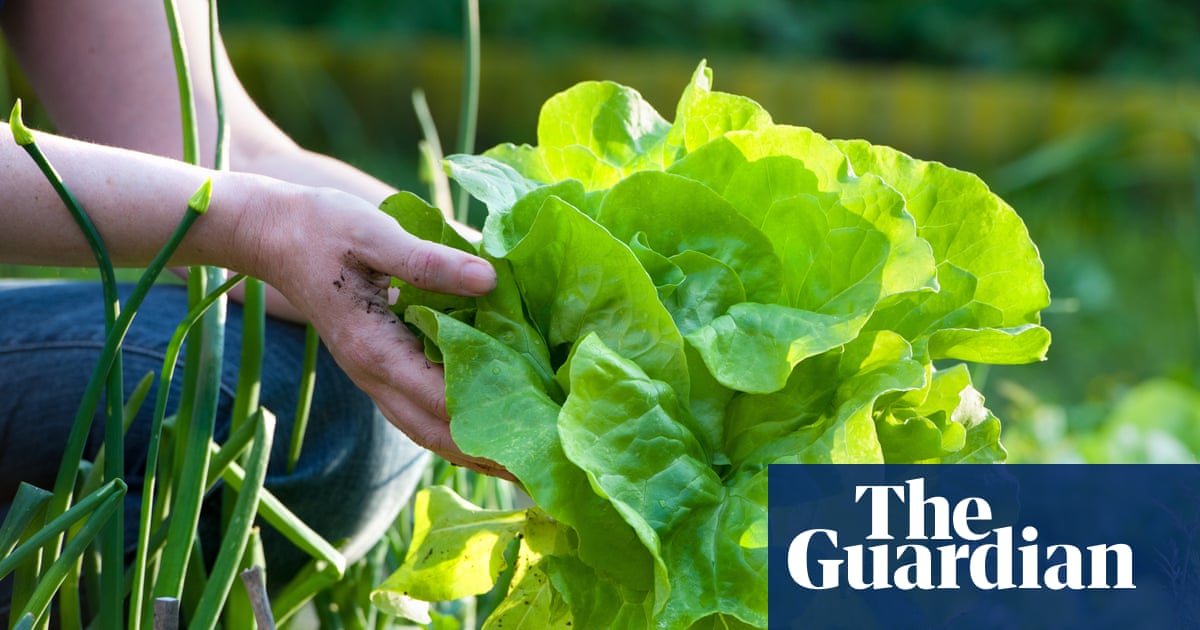 Stir-fry, soup, smoothies and even cake: 17 delicious ways with lettuce – that aren’t salad