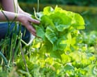 Stir-fry, soup, smoothies and even cake: 17 delicious ways with lettuce – that aren’t salad