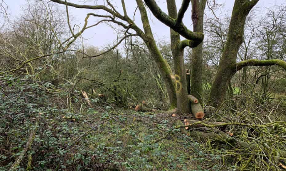  Tree damage at the Calvert Jubilee nature reserve.
