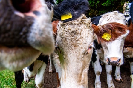 Cows roam freely on Coe Fen, an area of meadowland to the east of the River Cam.