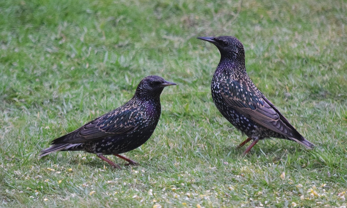 Country diary: Winter's starling flocks give the illusion of abundance | Environment | The Guardian